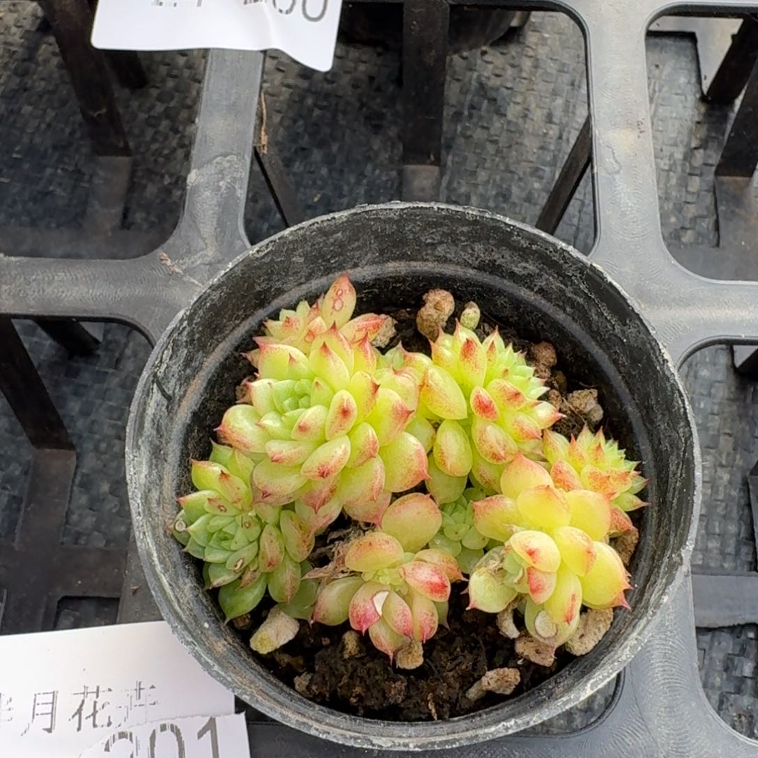 多肉杂交一物一拍24-201