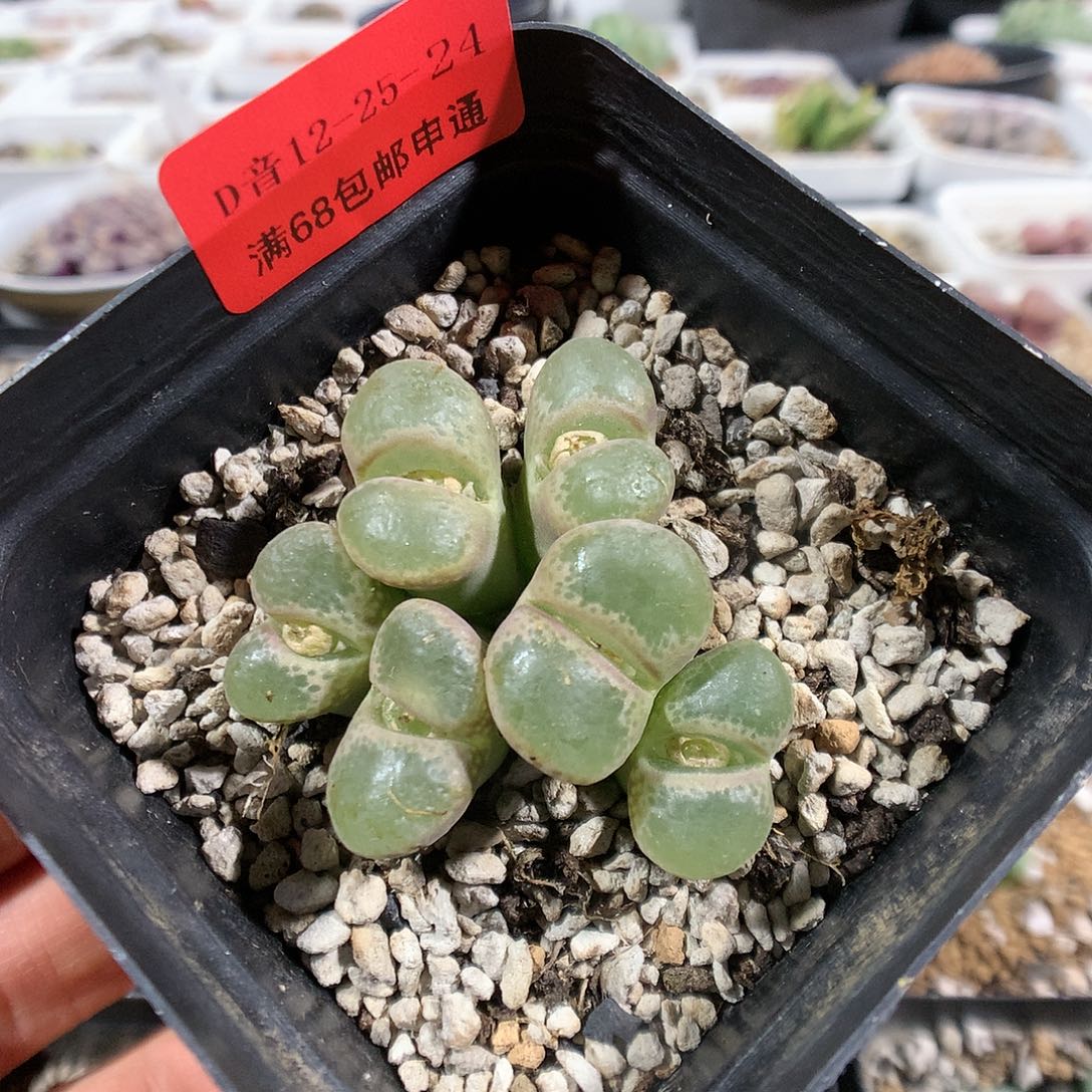 12-25-24      风铃