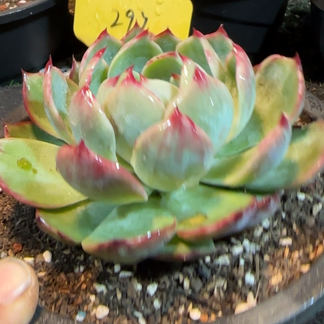 惊鸿一物一拍包装收缩花旱297