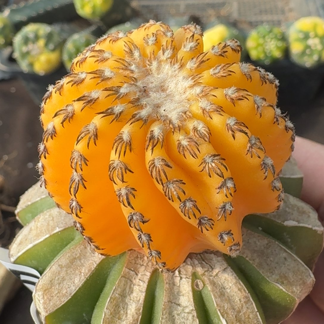 【闪购商品】奇特球锦578