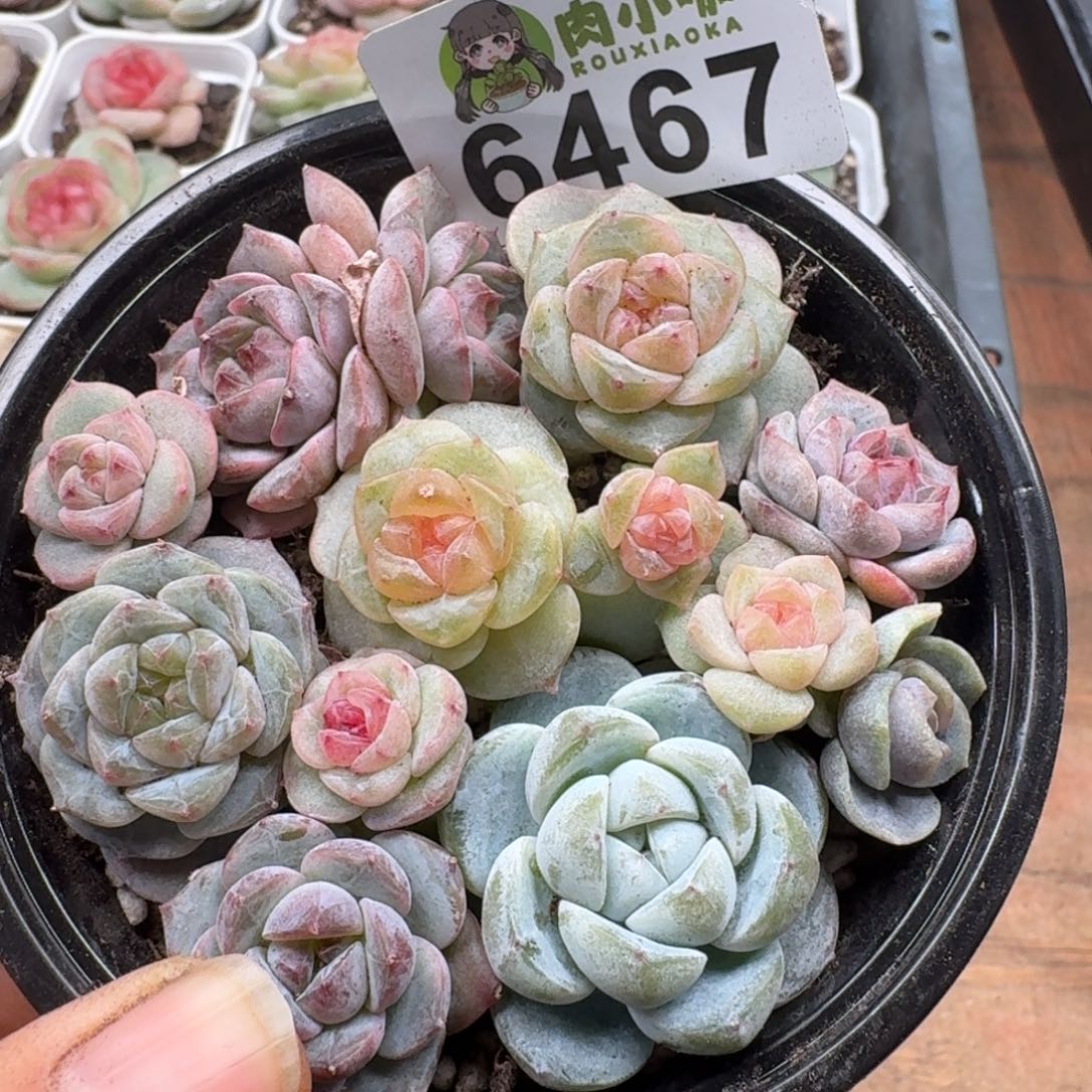 多肉植物多肉植物