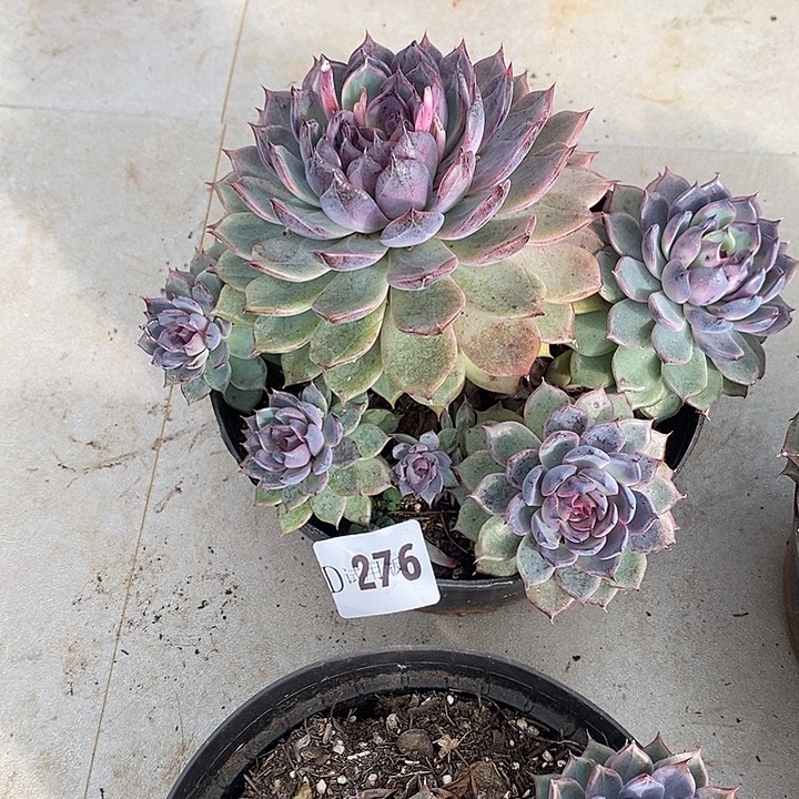 ʚ***ᐝ276蓝色妖姬多肉植物