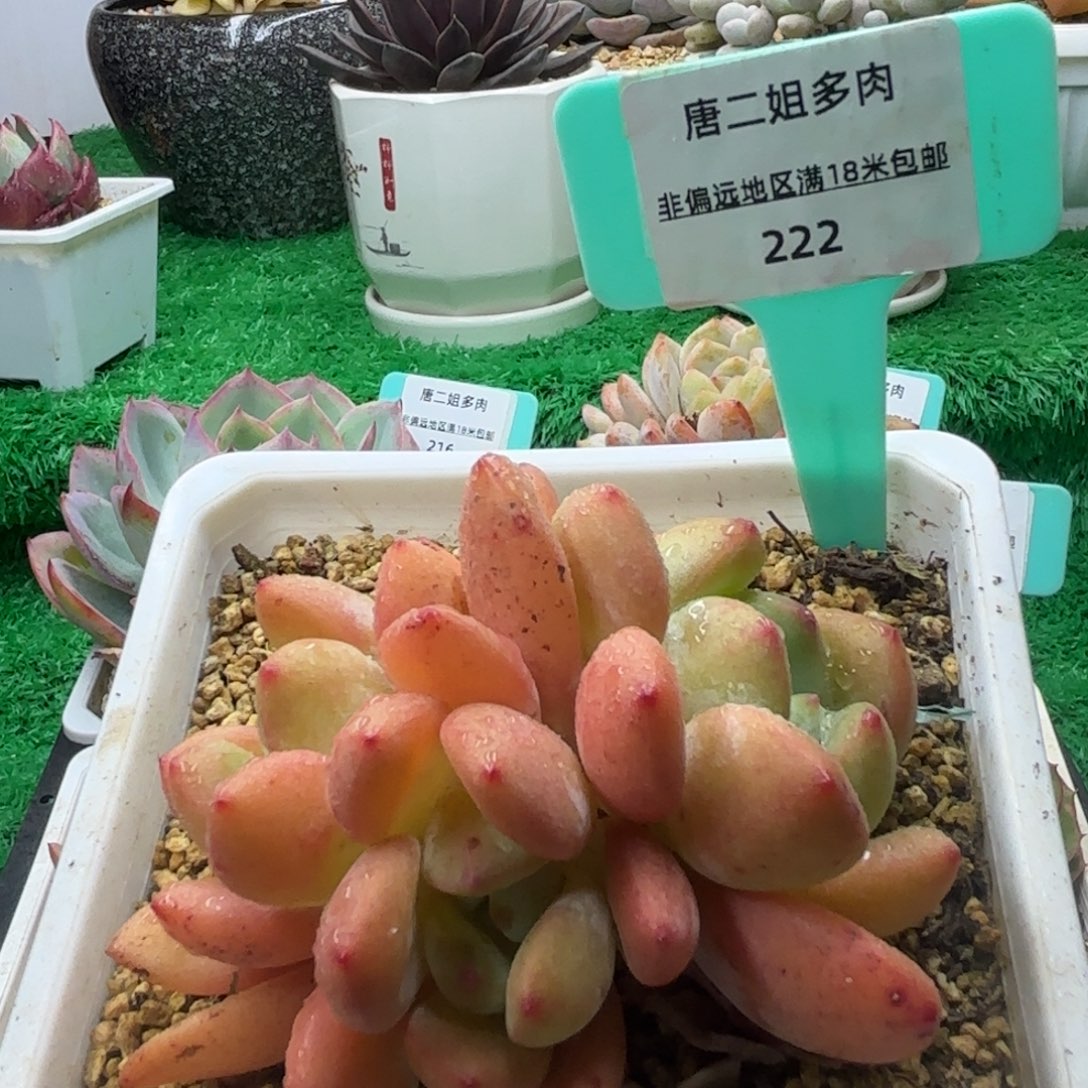唐二姐多肉编号222