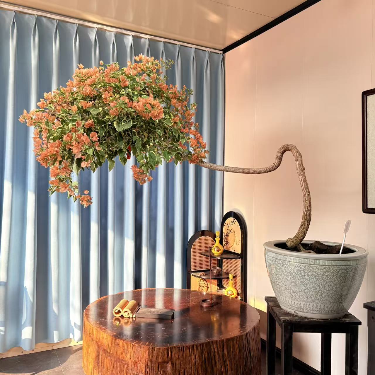 【与心园艺】马斯精品老桩三角梅盆景