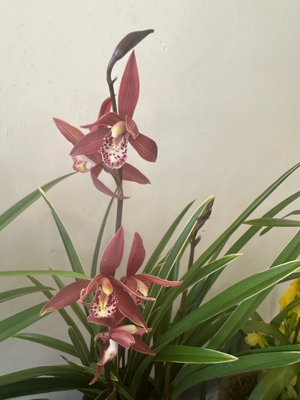 墨兰金边紫素（罕见）清香型、室内室外、易养、高雅风。