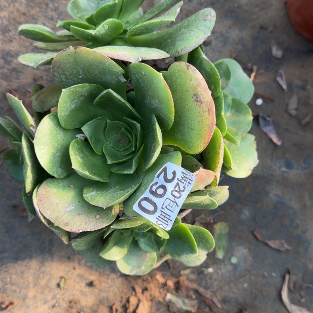 玉龙观音290满20包邮断枝不包