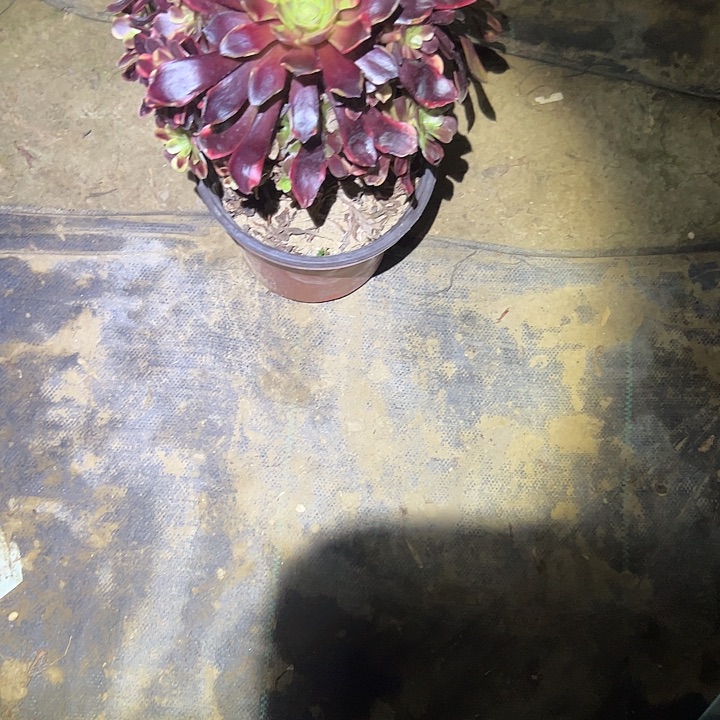 多肉法师植物链接728