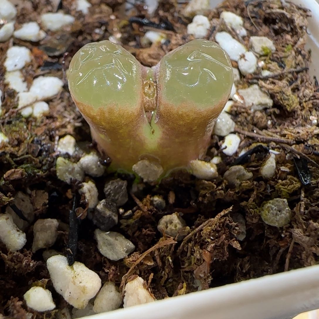 肉锥多肉植物百科-磁铁15