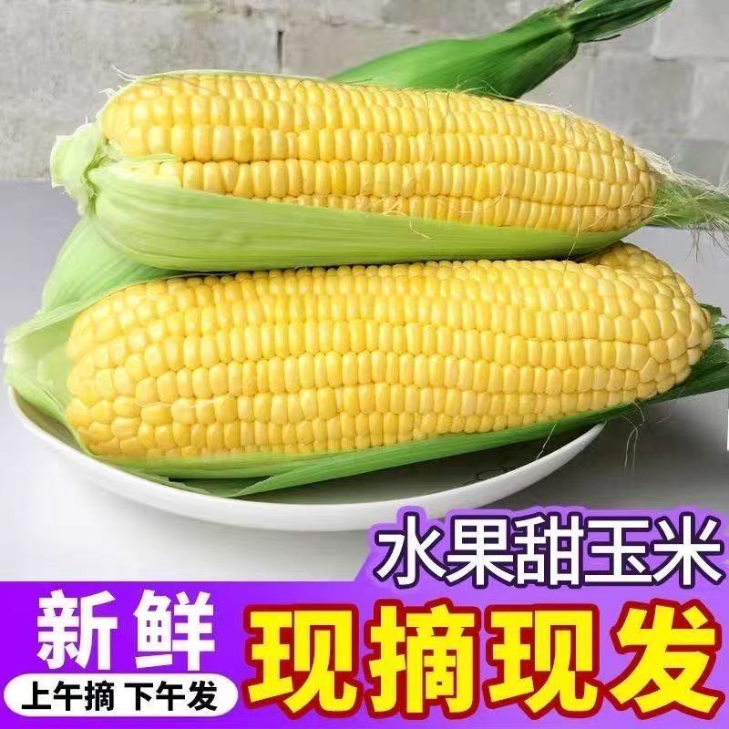新鲜水果玉米现摘现发可生吃口感香甜脆嫩颗粒饱满