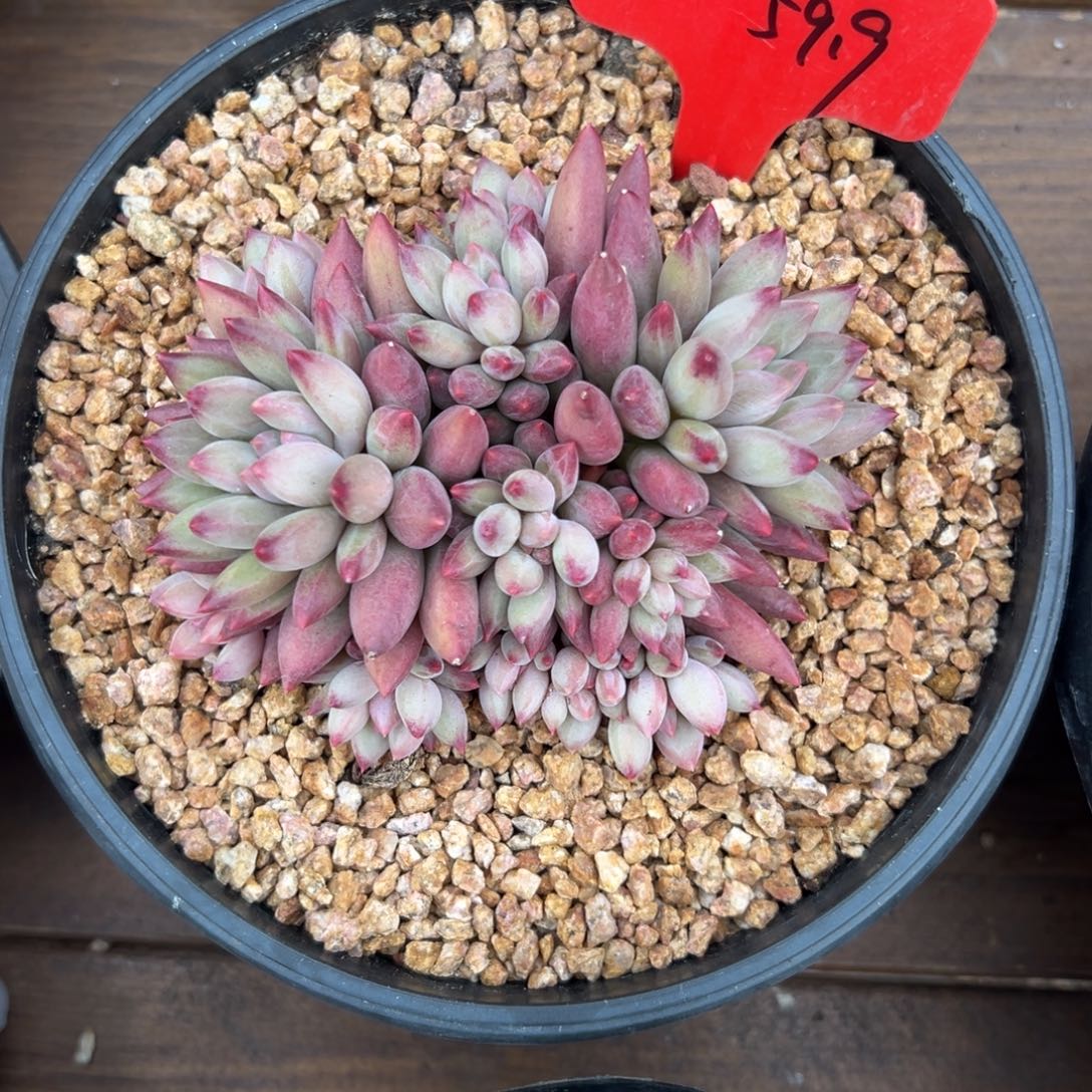 ㅤ***⌒虞美人1111111111111111