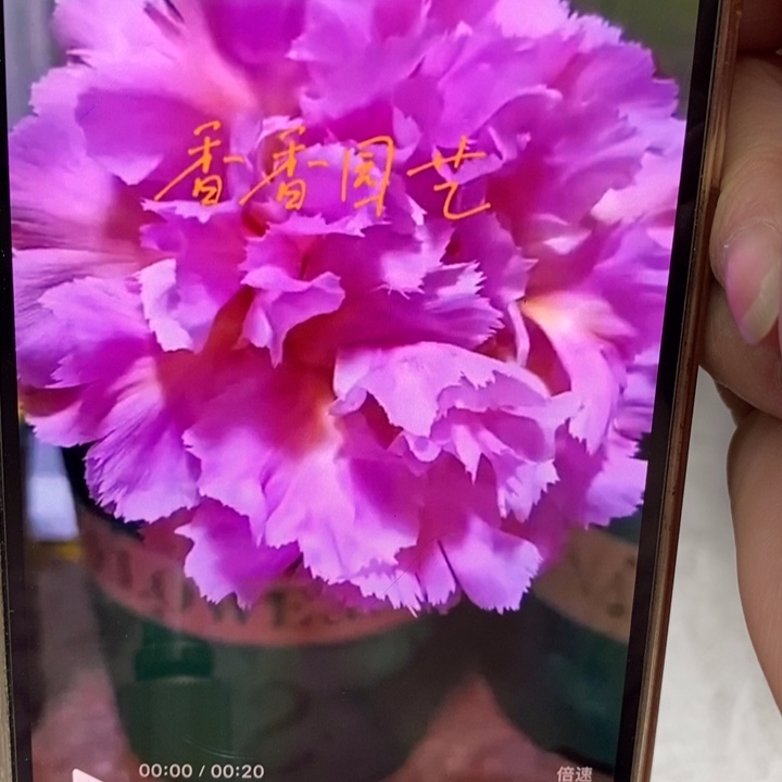 彩草香云端侧芽2公分左右