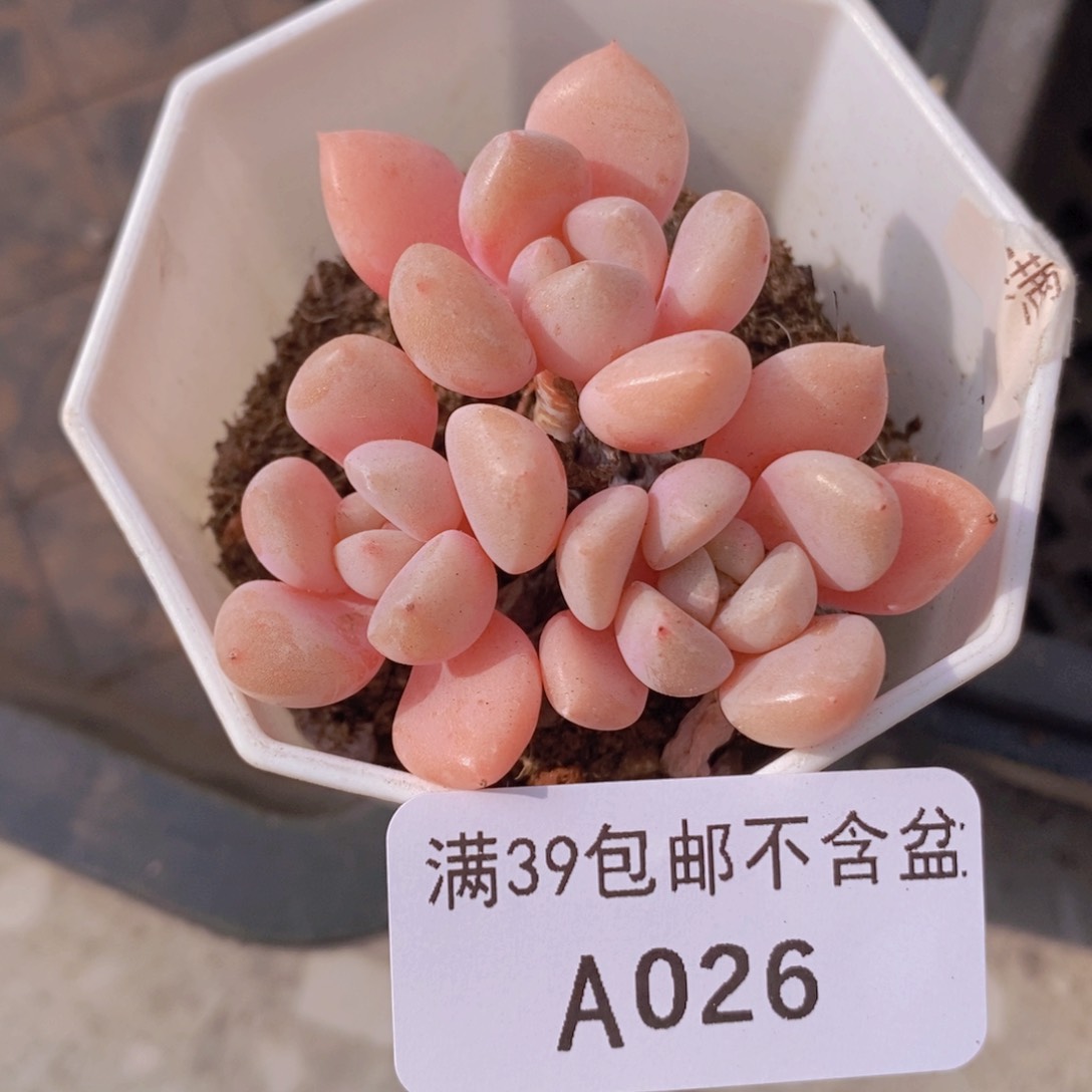 粉桃花5cm026多肉植物