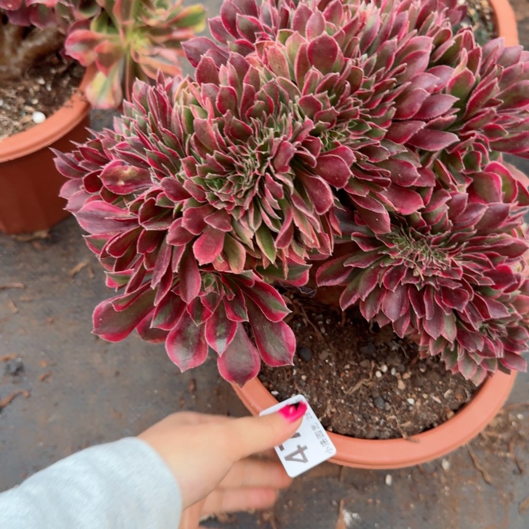 477粉女郎缀化多肉植物满28包邮