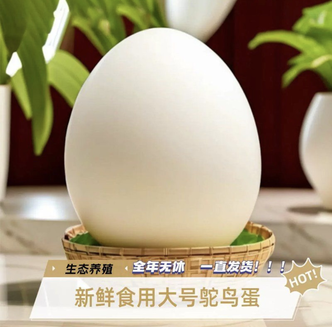 鸵鳥大蛋新鲜食用特超大鸵鸟蛋中秋过节送礼立夏碰蛋撞蛋顺丰包邮