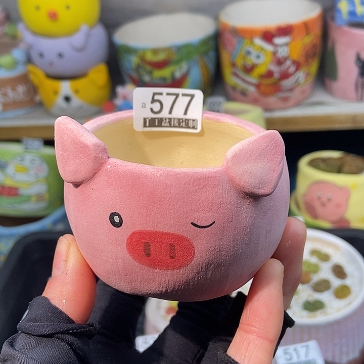 大舅生石花肉锥多肉577