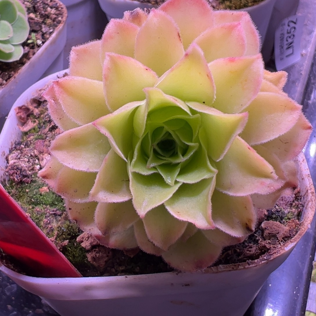 陈陈905飞天侧芽开播福利