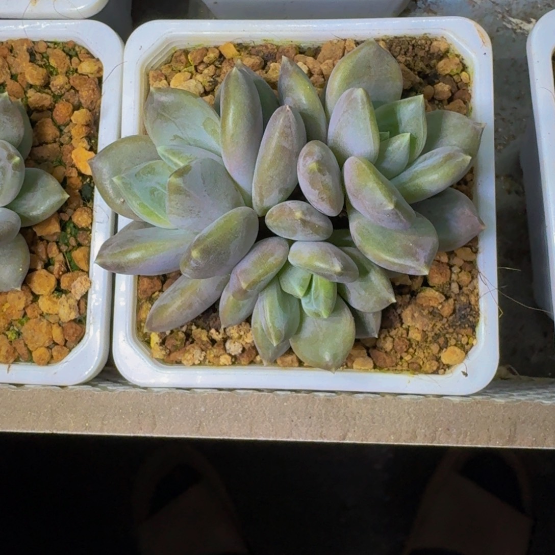 邀月 3头 一物一拍