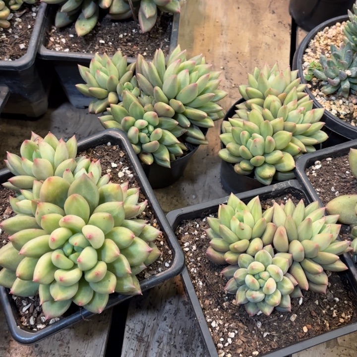 米其林三头起发精品单头