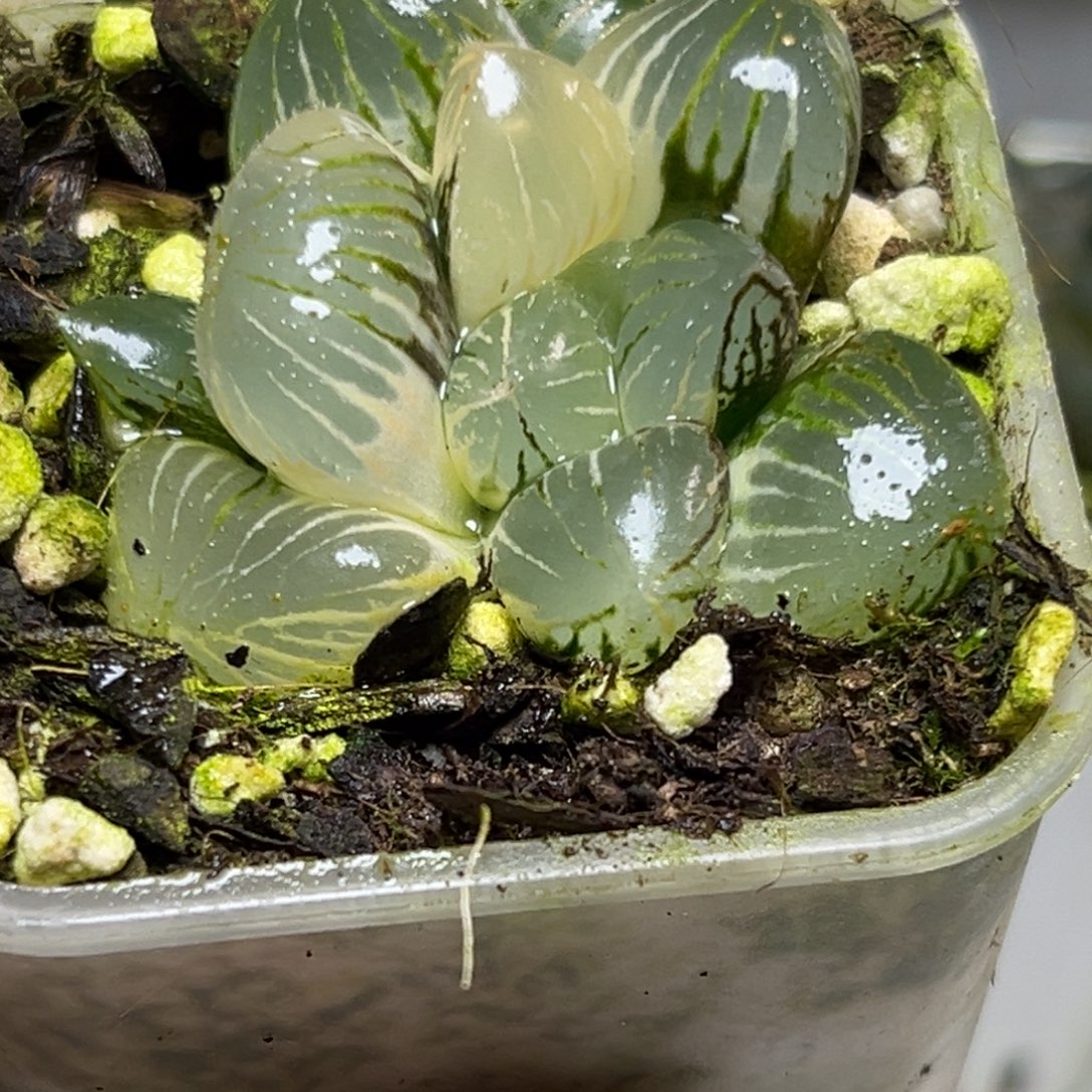 鄭***练十二卷多肉植物1955糯玉露