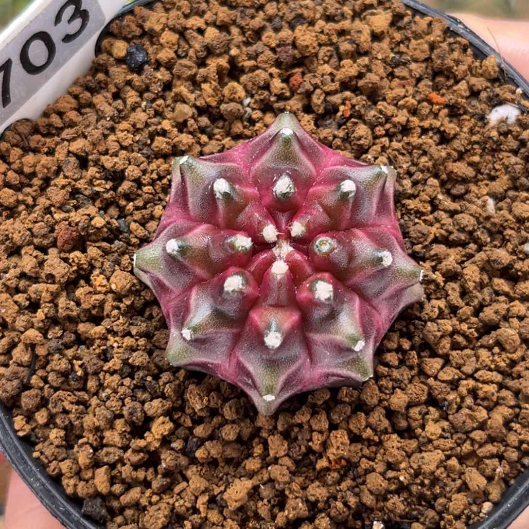 红酒轮回 米哈仙人球