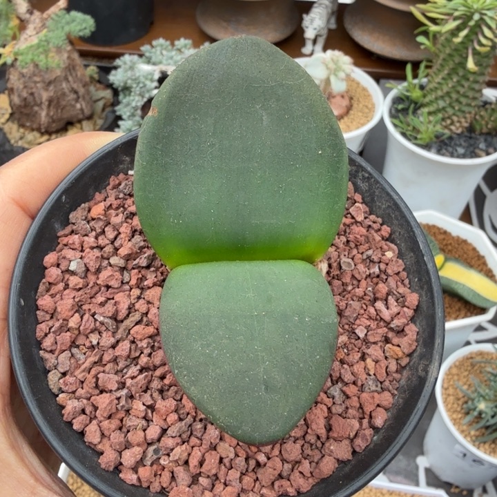 阔叶雪莲（满28包邮）