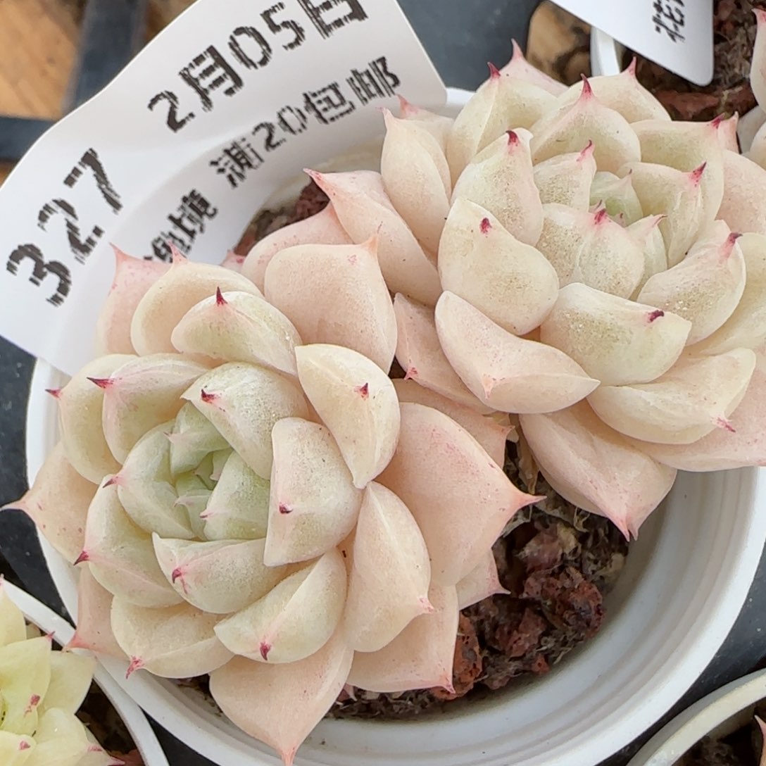 花语逸镜0205-327