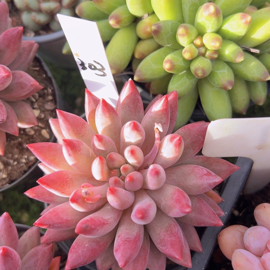 香玉的故事是一个人