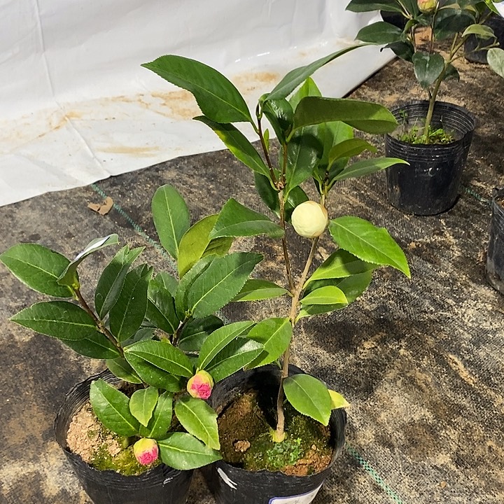鱼尾花芙蓉-正黄旗