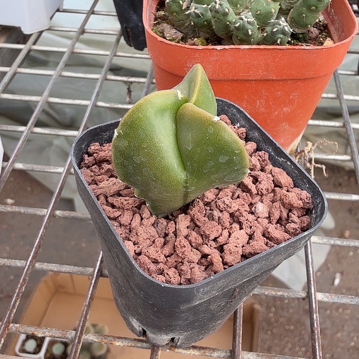 实生三角单头2仙人球