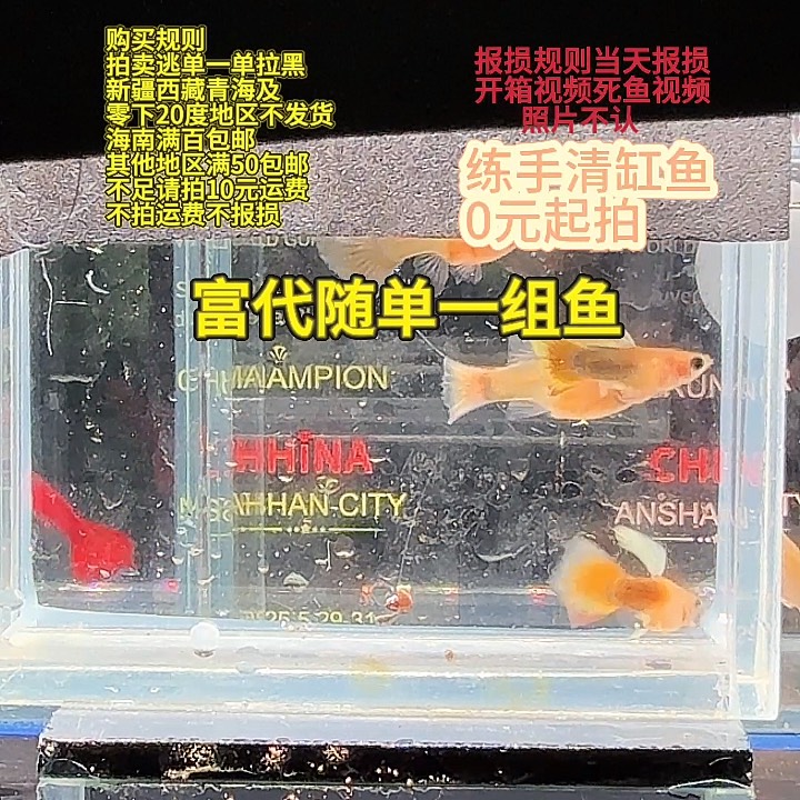 孔雀鱼计黄玻璃猫2对