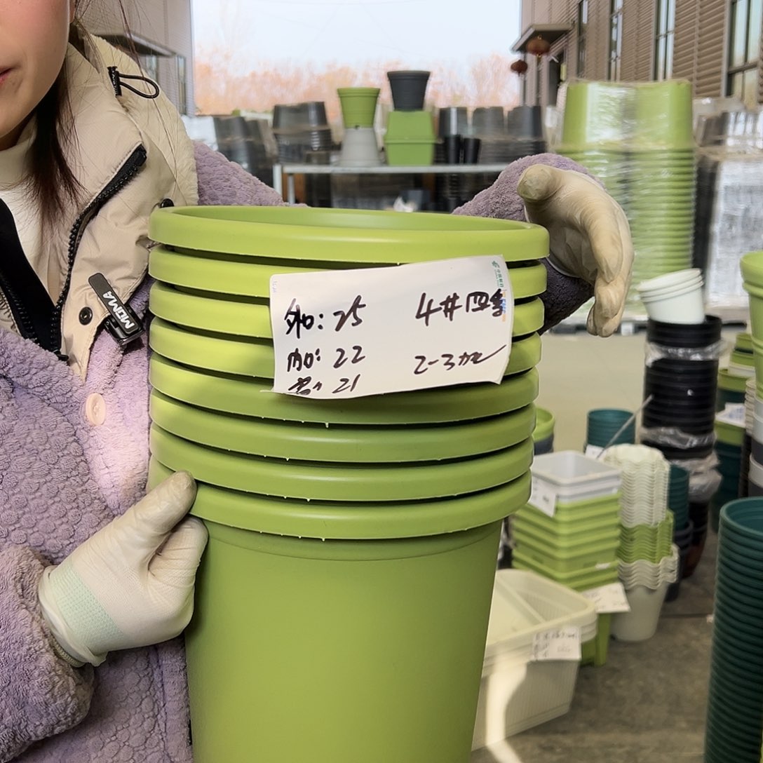 四季盆4#果绿8个无托