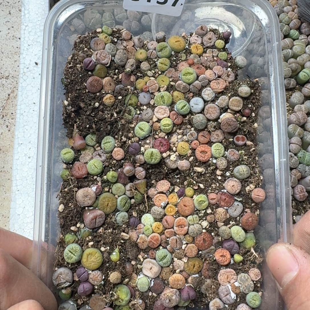 C137。彩色生石花一大盒