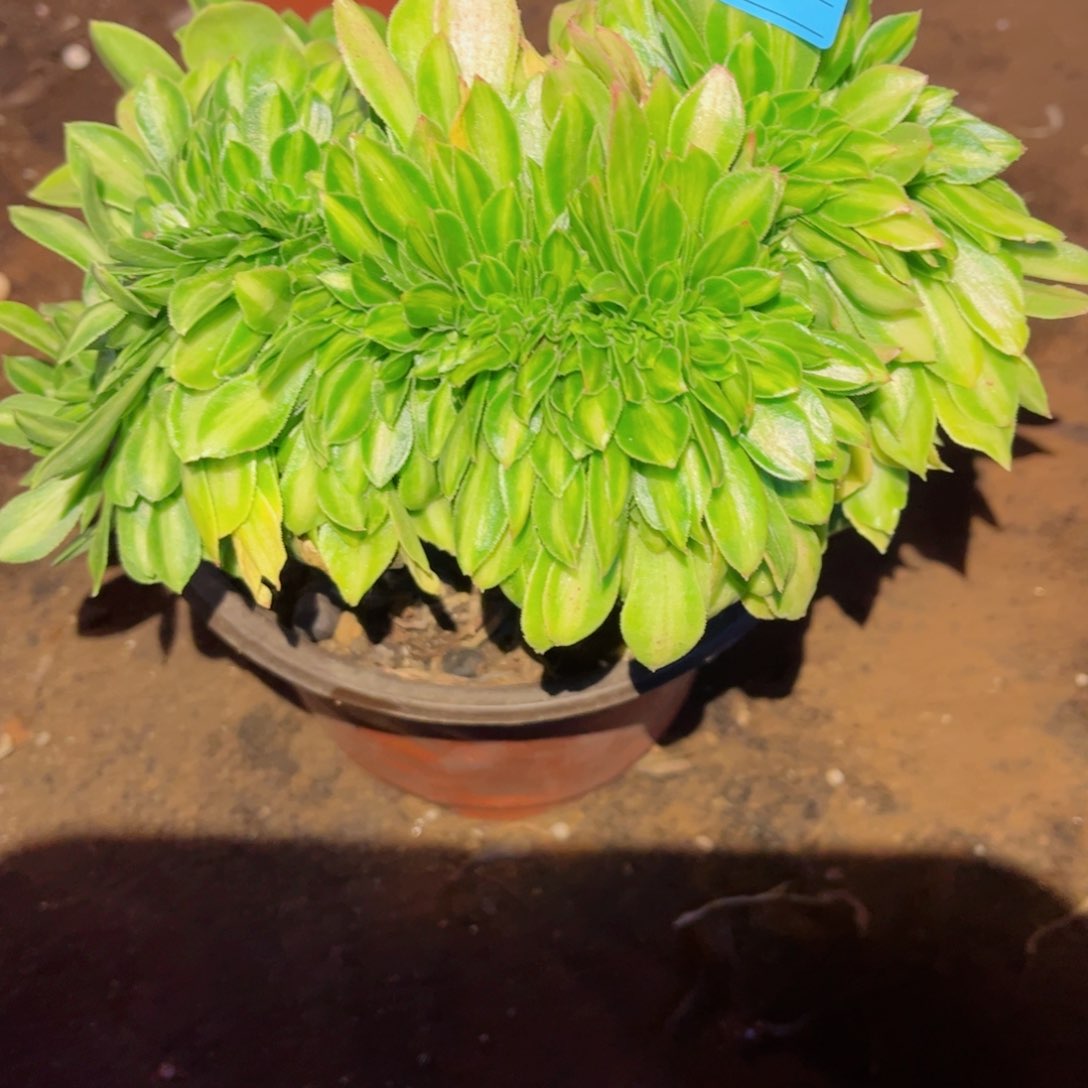 多肉植物369翡翠琉璃