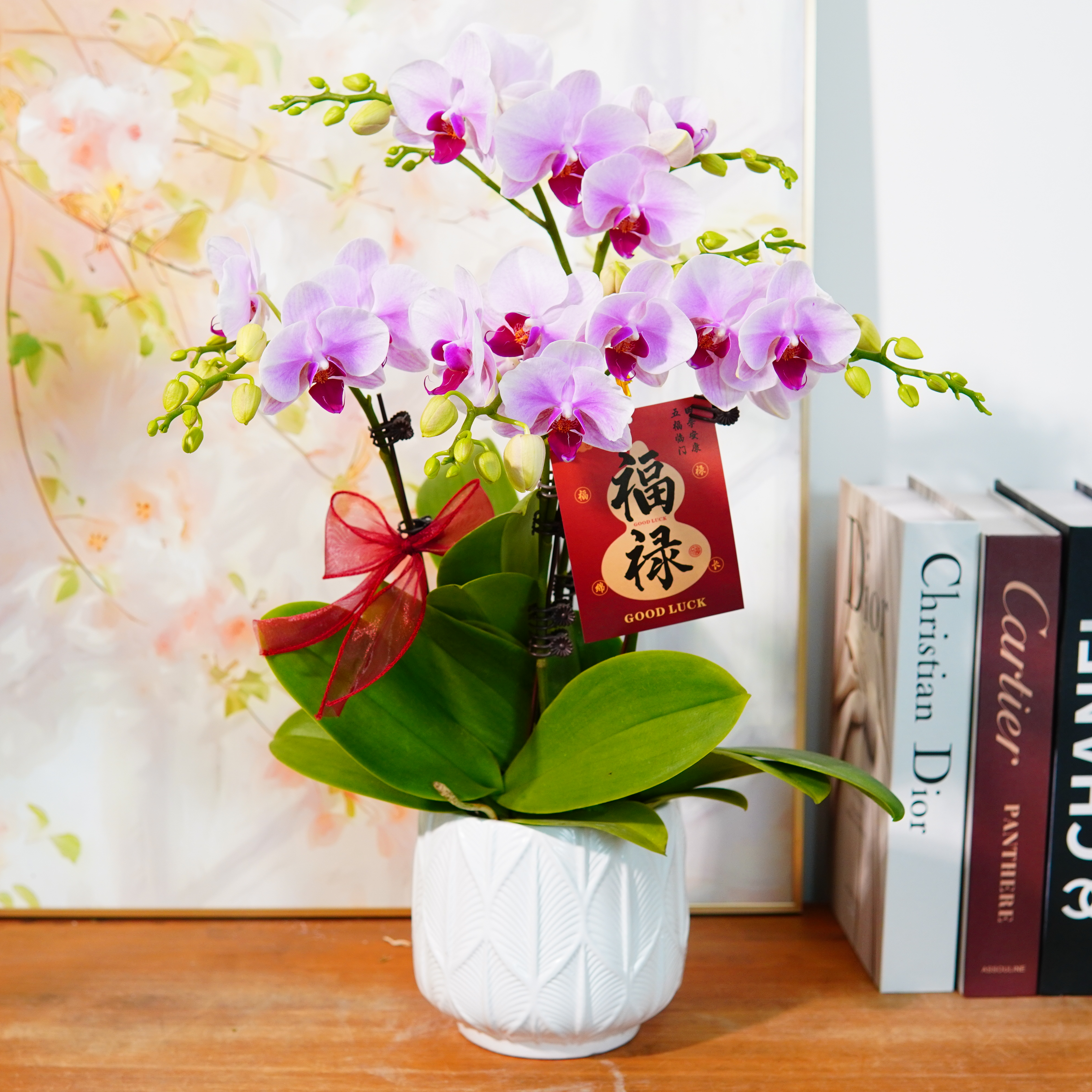 【第五名】天然粉蝴蝶兰鲜花精致 开花株室内绿植基地直发