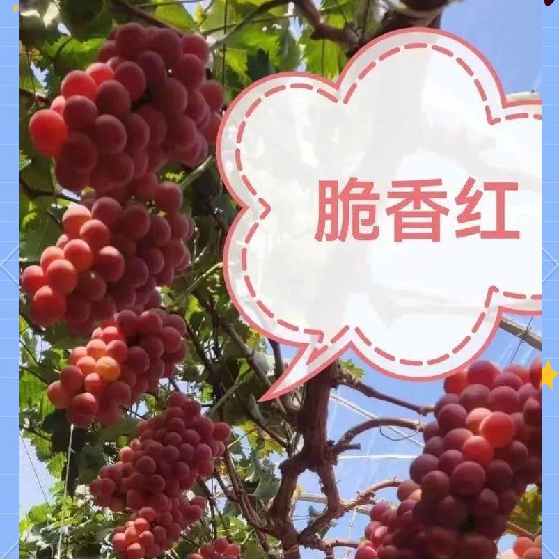 信浓乐 高墨后代（脆香红）欧美品种 高糖 抗病