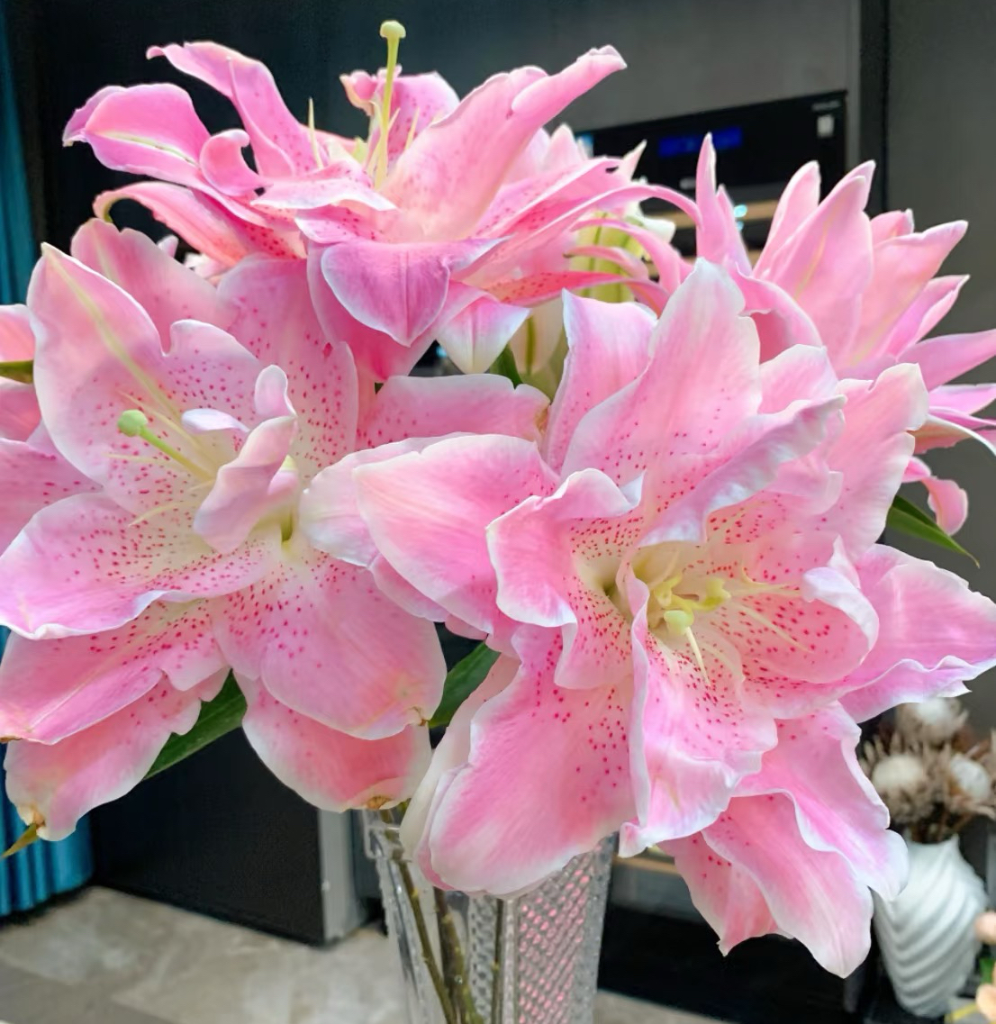 【粉拉菲】多头粉色重瓣香水百合花型大蓬松饱满甜味浓香型