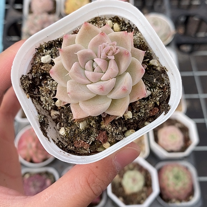 粉色的小可爱啊21