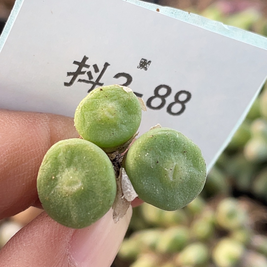 2-88毛钮扣多肉植物