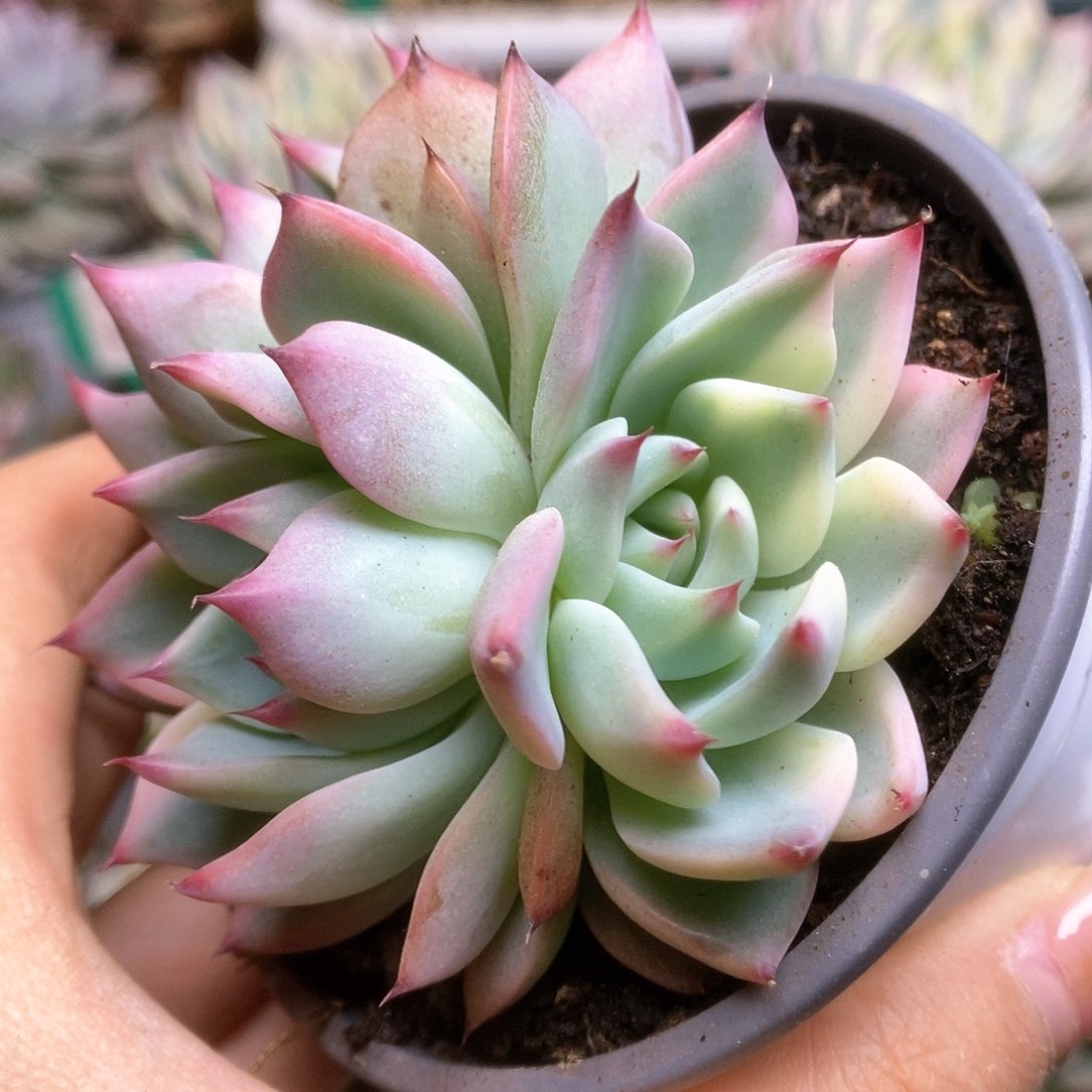 011三头带锦其中一头半覆轮