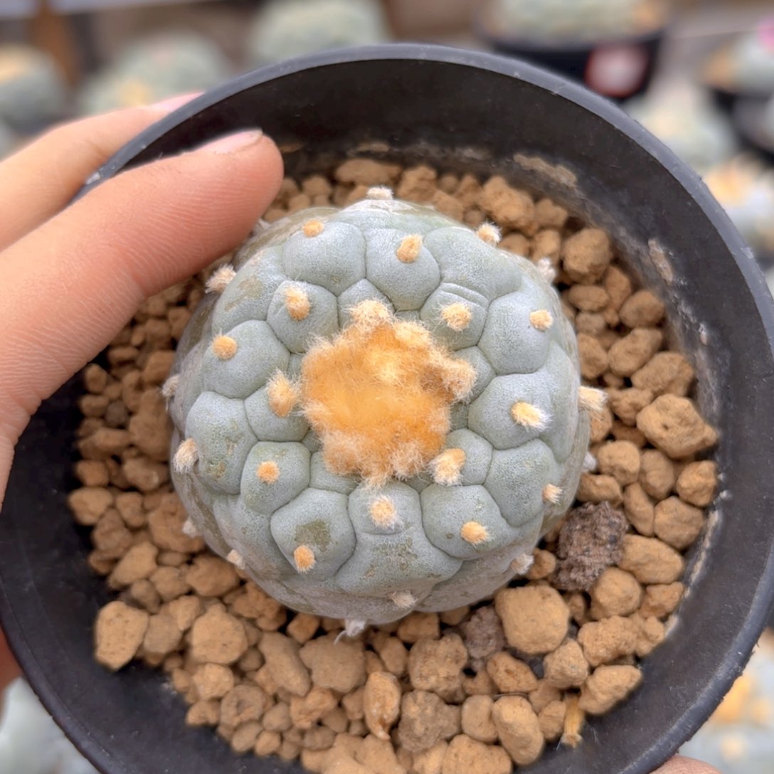 G608g g g g g g g g g g