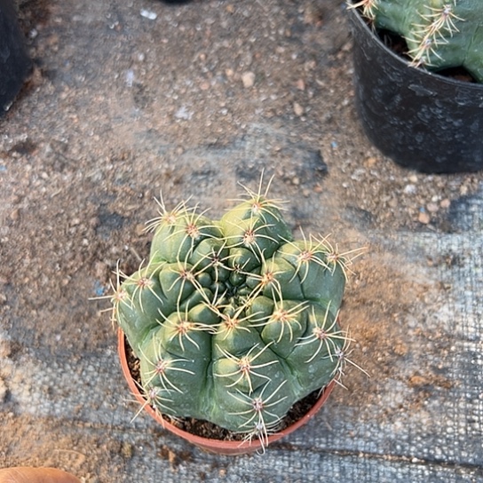 仙人球绯花玉植物