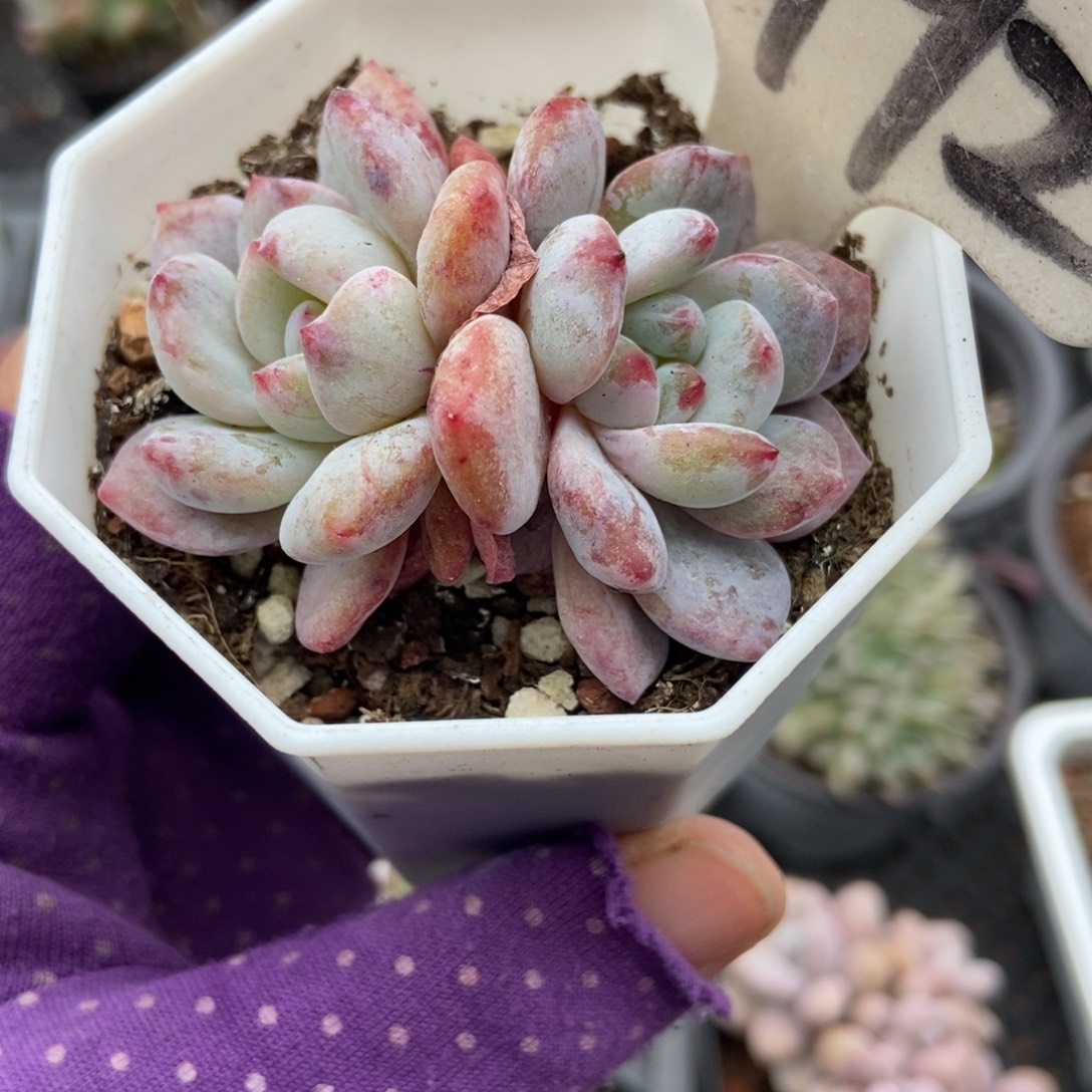 1992雪天使多肉植物