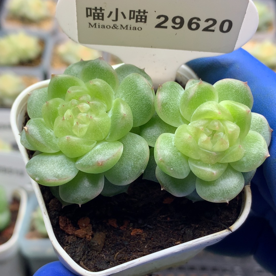 小***小多肉植物杂交珍妮