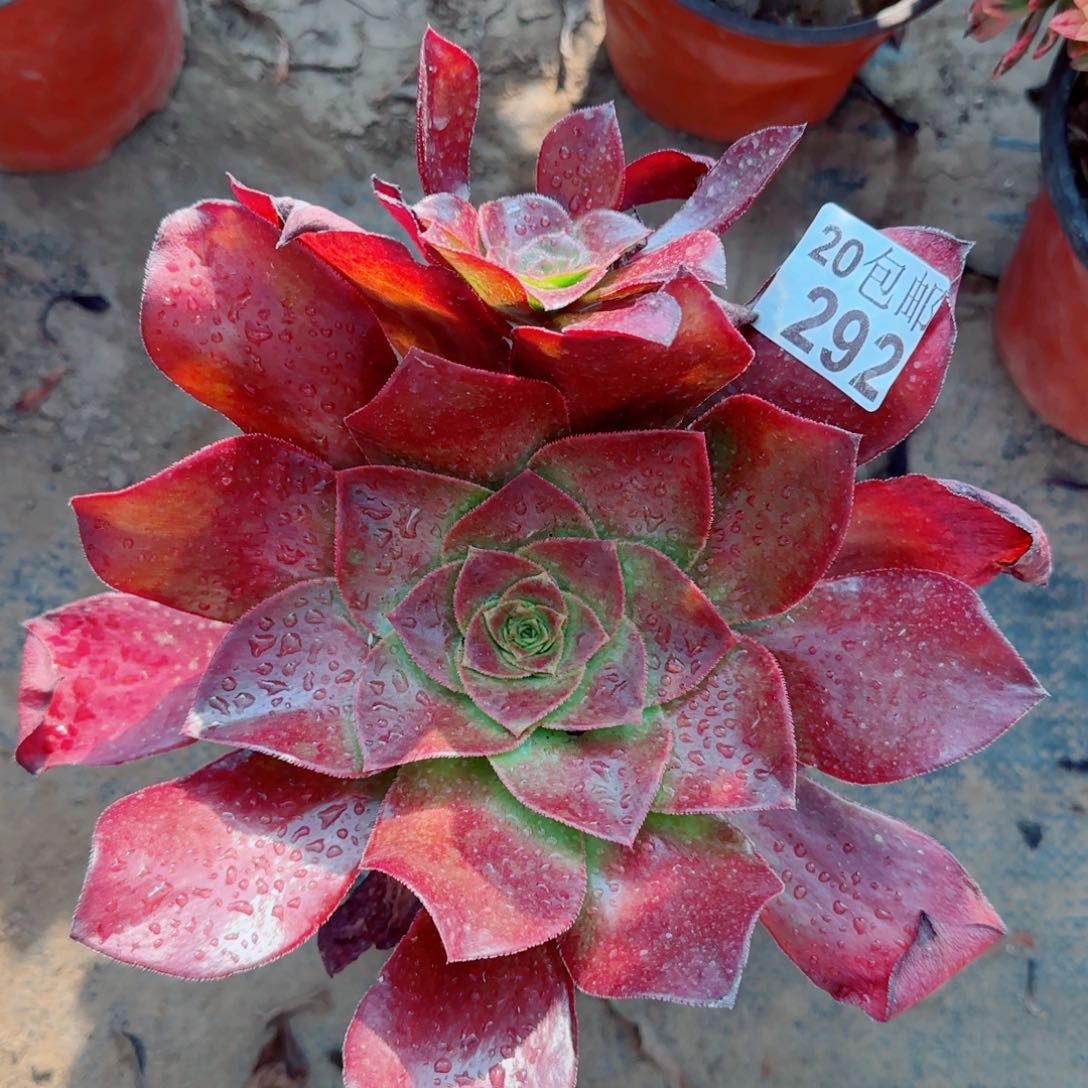 冰武士多肉292满20包邮断枝不包