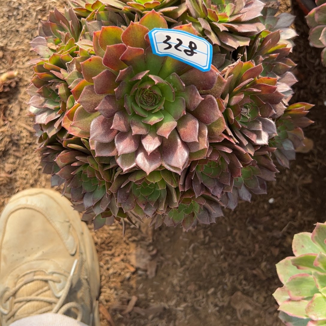328红魔多肉植物法师