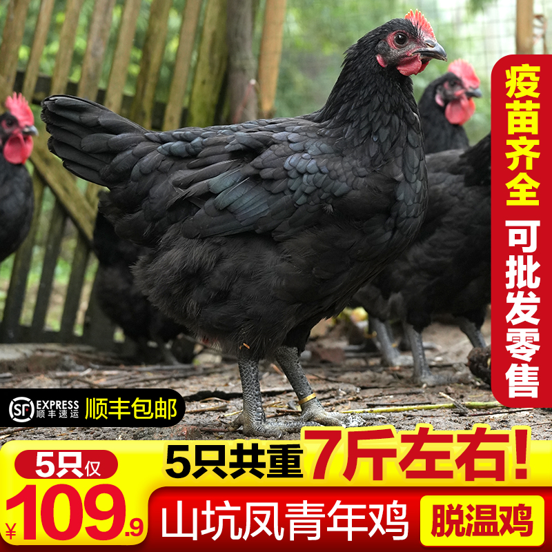 山坑凤青年鸡 5只 （5只7斤重左右）xcja