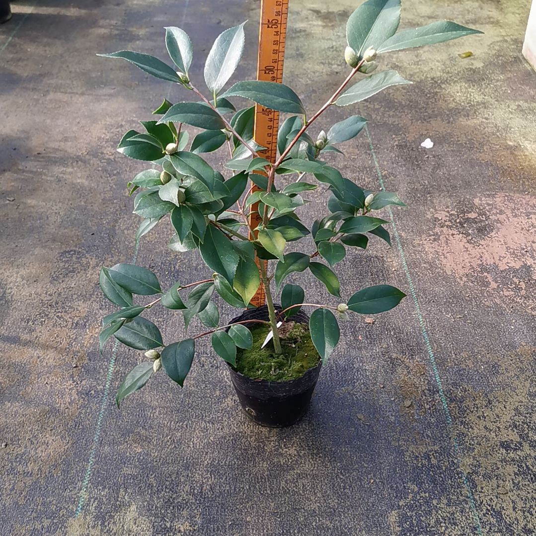 少量花朵（建议范围：2朵-5朵 或40%以下）拖五