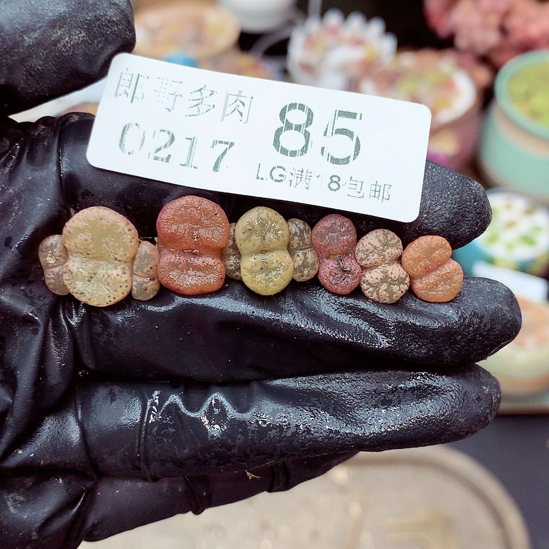 郎哥多肉生石花，17-85