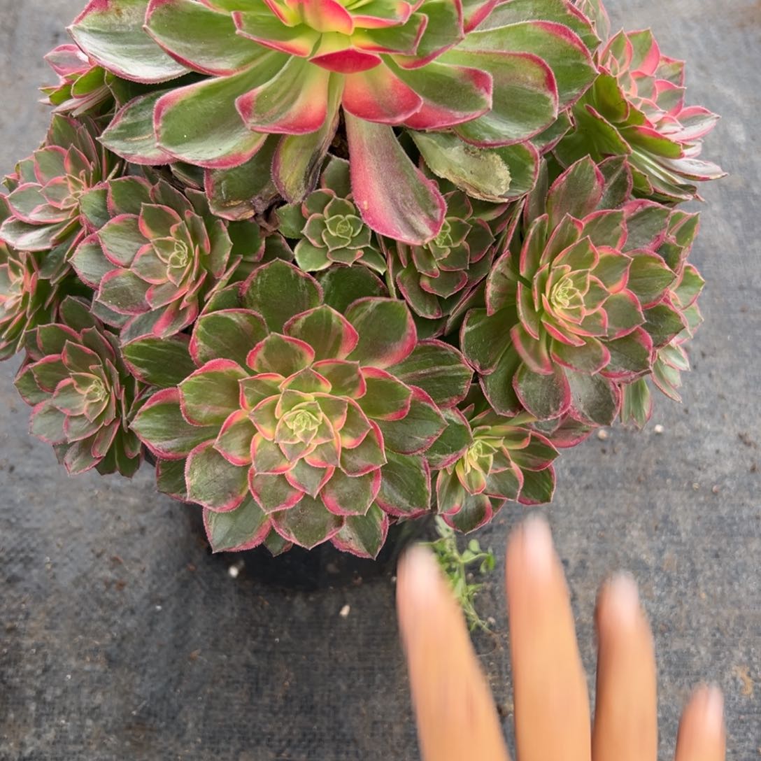 婉**风4481万花筒多肉多肉多肉