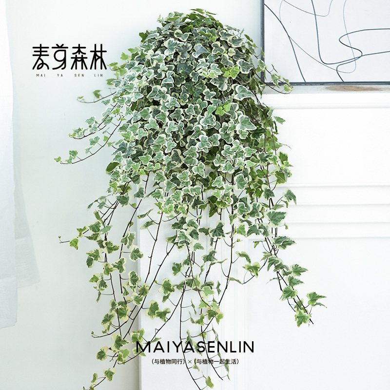 【雪莹日本引进】常春藤室内盆栽外阳台吊兰爬藤绿植易养观叶除异味